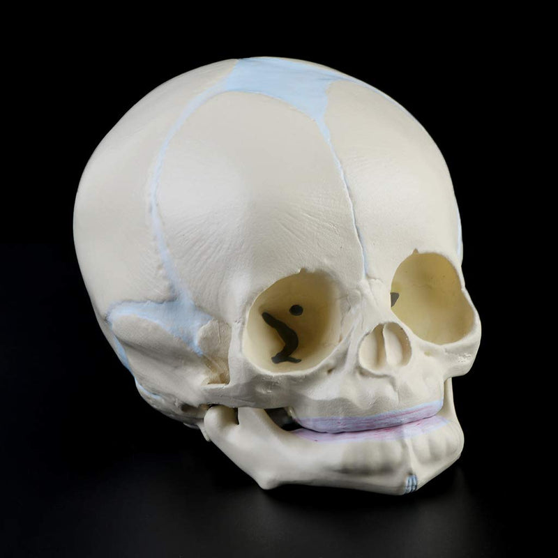Skull Model 1: 1 Human Fetal Baby Infant Medical Skull Anatomical Skeleton Model Teaching Su, 13x10x10.5cm