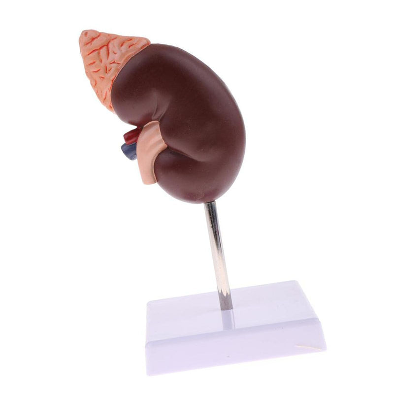 Kidney Model, 24 Markers Clear Zoning Premium Color Painting No Fading Kidney Anatomy Model Flame Retardant PVC Human Anatomy with Base for Teaching, Display