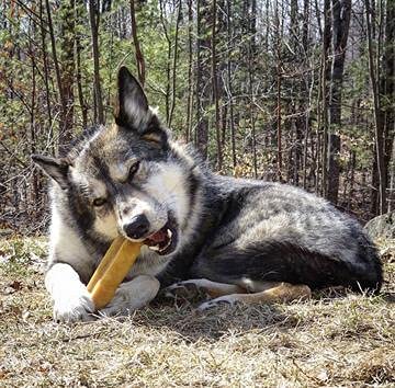 Bully Bunches Mega Authentic Yak Cheese Himalayan Chews for Giant Dogs & Super Aggressive Chewers - All Natural Dog Treat Dental Chews, Made with Real Yak Milk - Lactose & Rawhide Free (2 PK) Mega, 2 Pack - PawsPlanet Australia