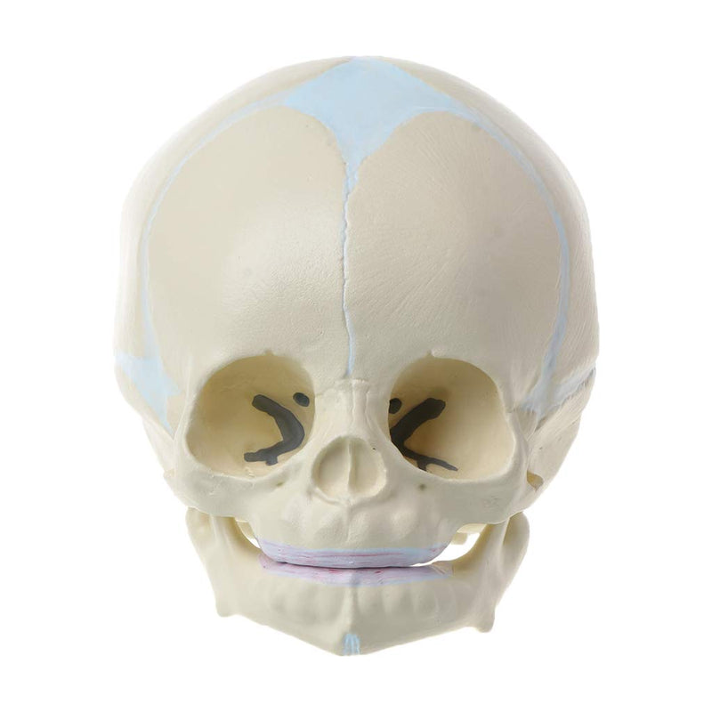 Skull Model 1: 1 Human Fetal Baby Infant Medical Skull Anatomical Skeleton Model Teaching Su, 13x10x10.5cm