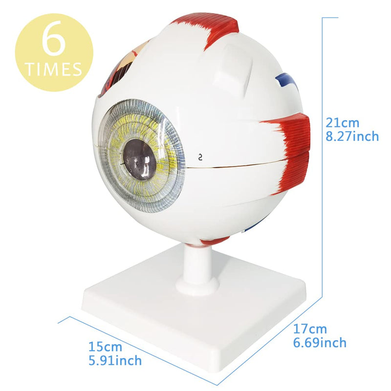 EVOTECH SCIENTIFIC Human Eye Anatomy Model, 6 Parts 6X Enlarged Eyeball Anatomical Model Shows Optic Nerves Cornea Iris Lens and Vitreous Body with Removable Stand for Medical Classroom Teaching Study