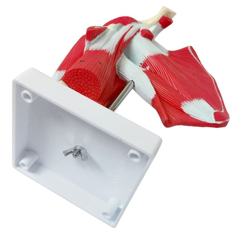 NEW HORIZON Muscled Shoulder Joint Model – Shows Complete Shoulder Musculature from Rotator Cuff to Subscapular Muscles – Includes Base,Manual, Education in the Field of Mathematics