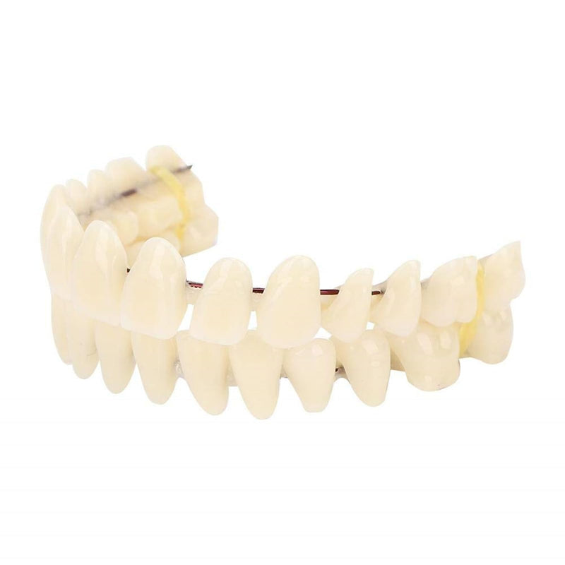 ZJchao 280pcs/10 Set Resin Denture False Teeth, Dental Teeth Teaching Model, Resin Denture for Patients with Oral Cavity Loss,Dental Supply Accessory