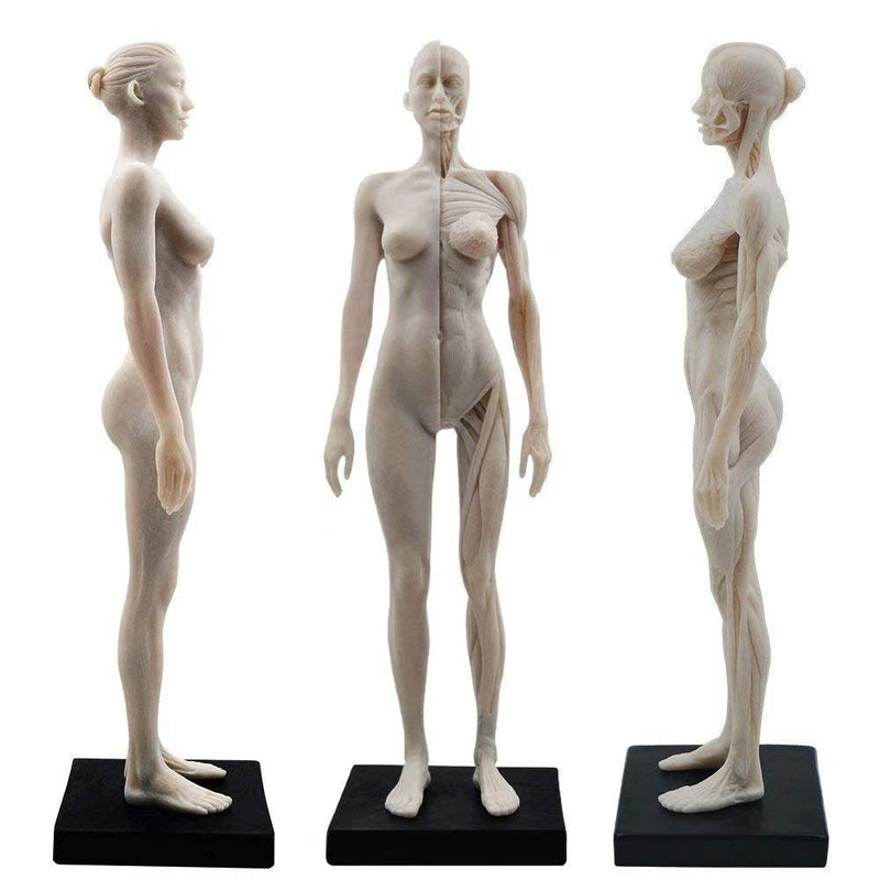 1 Pcs 11 Inch Female Human Anatomical Model Art Anatomical Figure White Color