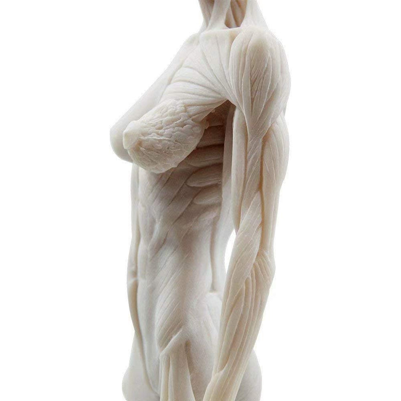 1 Pcs 11 Inch Female Human Anatomical Model Art Anatomical Figure White Color