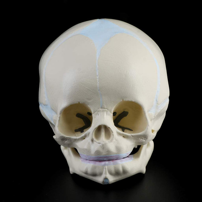 Skull Model 1: 1 Human Fetal Baby Infant Medical Skull Anatomical Skeleton Model Teaching Su, 13x10x10.5cm