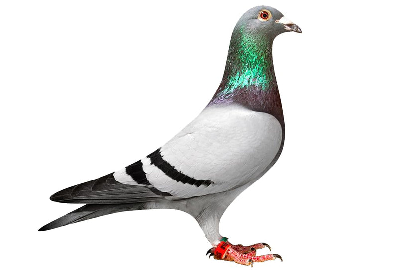 4-in-1 Health Supplement Tablets for Pigeons and All Birds, 100 Tablets