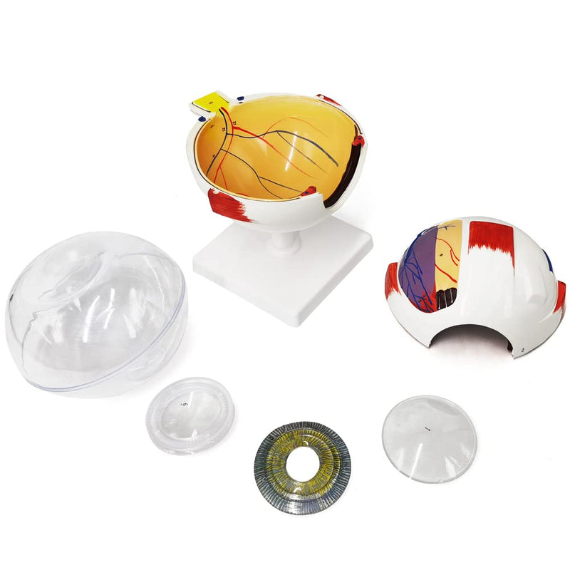 EVOTECH SCIENTIFIC Human Eye Anatomy Model, 6 Parts 6X Enlarged Eyeball Anatomical Model Shows Optic Nerves Cornea Iris Lens and Vitreous Body with Removable Stand for Medical Classroom Teaching Study