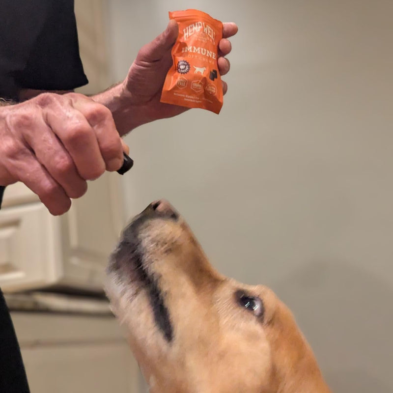 Hemp Well Dog Soft Chew Trial Pack Bundle - Organic Hemp Soft Chews (Calm, Immune, and Thrive!)