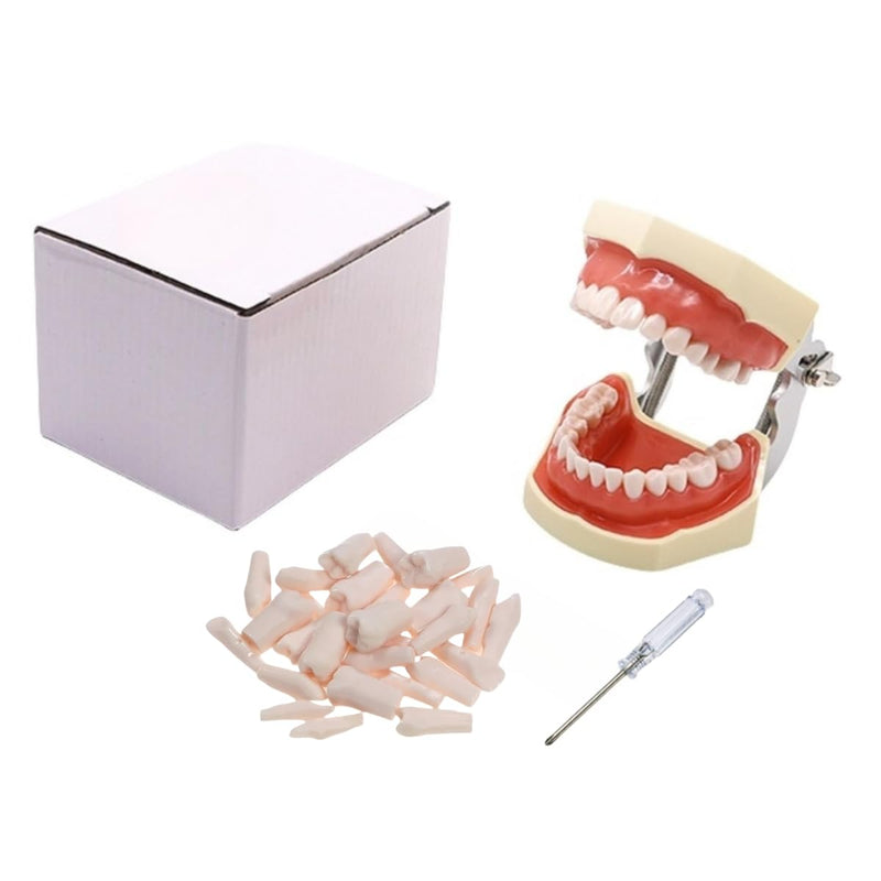 Typodont Teeth Model with Removable Teeth,Dental Tooth Model Suitable for Teaching, Practice and Study, with a Small Screwdriver and 28 spareteeth