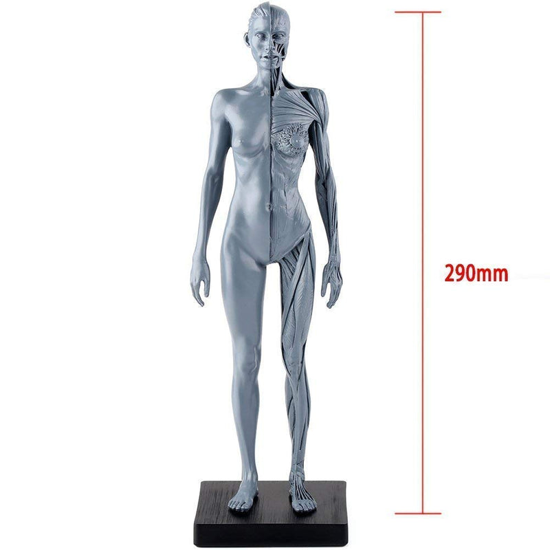 Dental New Female Anatomical Anatomy Skull Head Body Model Muscle Bone (30cm) Height