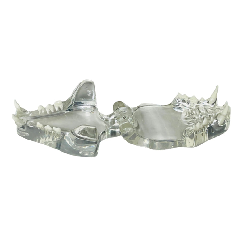 Transparent Cat Teeth Model Animals Oral Tooth Jaw for Veterinary Education Study Demo Decoration