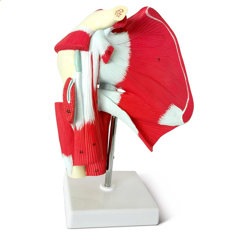 NEW HORIZON Muscled Shoulder Joint Model – Shows Complete Shoulder Musculature from Rotator Cuff to Subscapular Muscles – Includes Base,Manual, Education in the Field of Mathematics