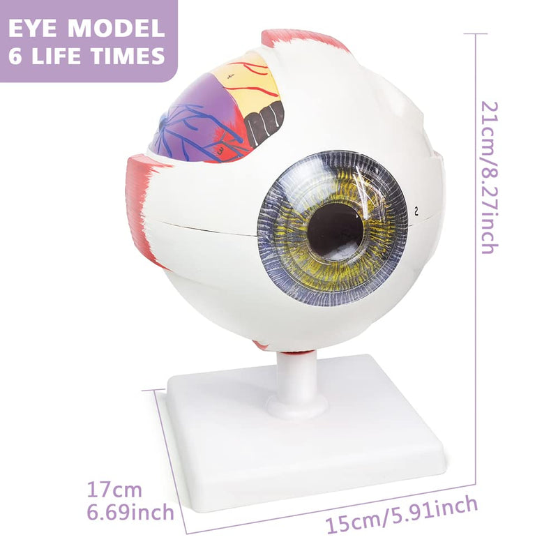 6X Enlarged Human Eye Anatomical Model, 6 Parts Eyeball Anatomical Model Showing Optic Nerve Cornea Iris Lens and Vitreous Body with Detachable Stand for Medical Classroom Teaching Research
