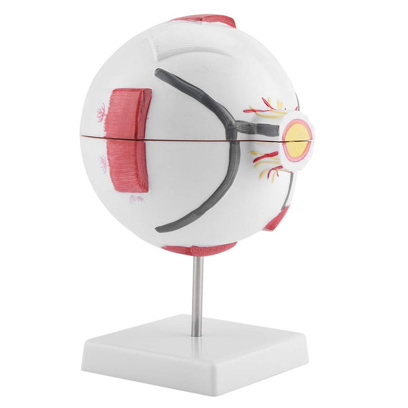 6X Enlarged Human Eye Model, Removable Human Eyeball Model for Medical Teaching Demonstration enlarged eyeball model eye shape exercise model eye shape exercise model
