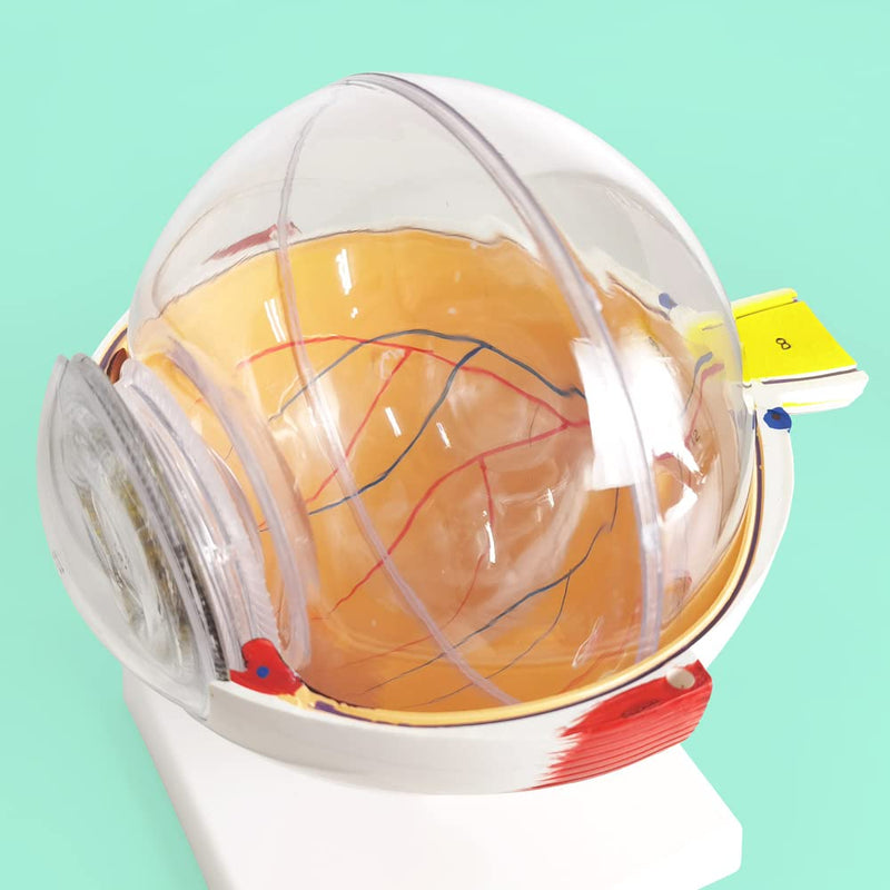 6X Enlarged Human Eye Anatomical Model, 6 Parts Eyeball Anatomical Model Showing Optic Nerve Cornea Iris Lens and Vitreous Body with Detachable Stand for Medical Classroom Teaching Research