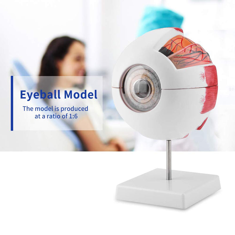 6X Enlarged Human Eye Model, Removable Human Eyeball Model for Medical Teaching Demonstration enlarged eyeball model eye shape exercise model eye shape exercise model