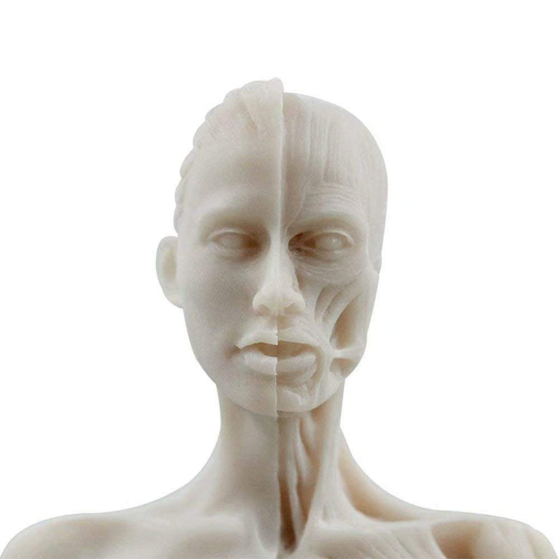 1 Pcs 11 Inch Female Human Anatomical Model Art Anatomical Figure White Color
