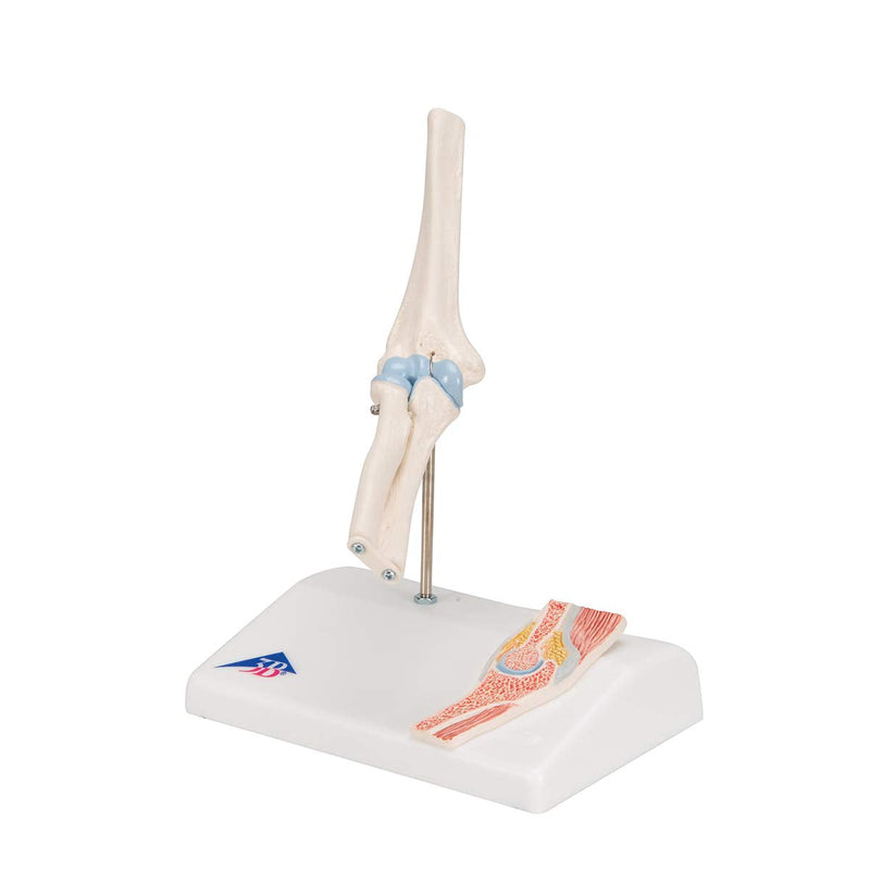 3B Scientific A87/1 Mini Elbow Joint w/cross sec of bone on base - 3B Smart Anatomy