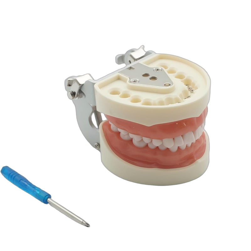 Dental Teaching Model with 32 Removable Teeth, Educational Practice Tool, Study Aid with Screwdriver