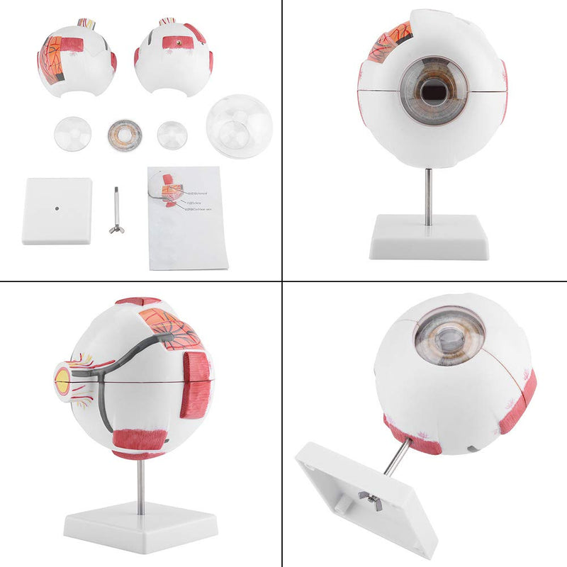 6X Enlarged Human Eye Model, Removable Human Eyeball Model for Medical Teaching Demonstration enlarged eyeball model eye shape exercise model eye shape exercise model