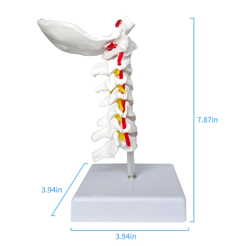 SFXYJ Cervical Spine Model - Life Size Vertebral Spine with Vertebrae, Nerves, and Occipital Plate for Science Classroom Study, Display, Teaching, Medical Model