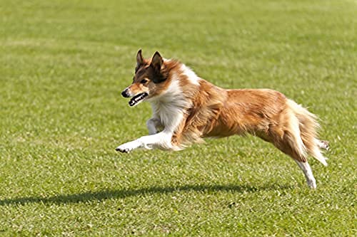 Vet's Advantage 100% Pure Stone-ground Milk Thistle Powder for Dogs - for Optimal Liver Health & Detoxification - PawsPlanet Australia