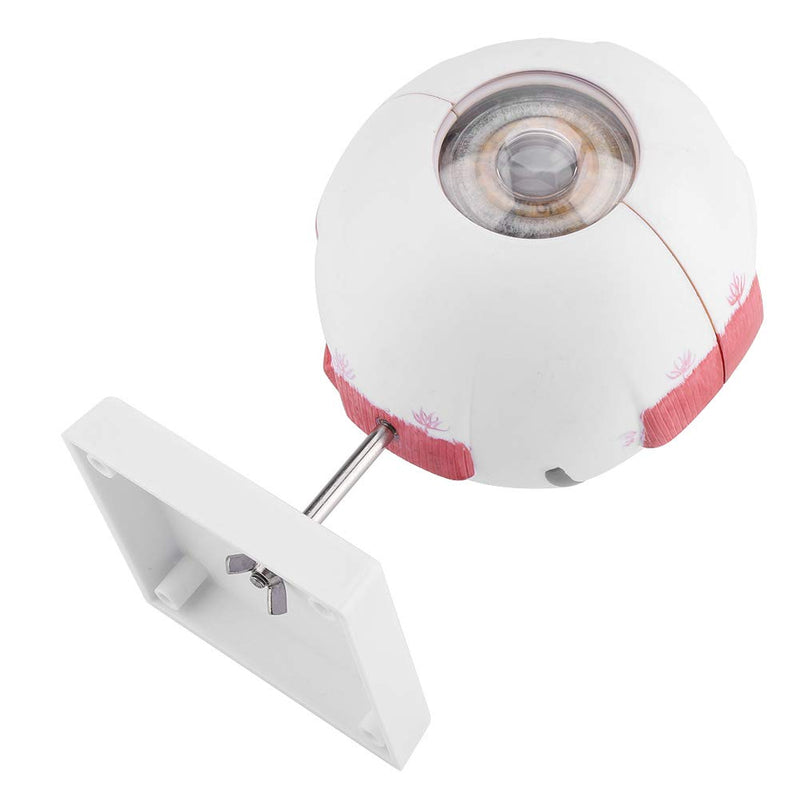 6X Enlarged Human Eye Model, Removable Human Eyeball Model for Medical Teaching Demonstration enlarged eyeball model eye shape exercise model eye shape exercise model