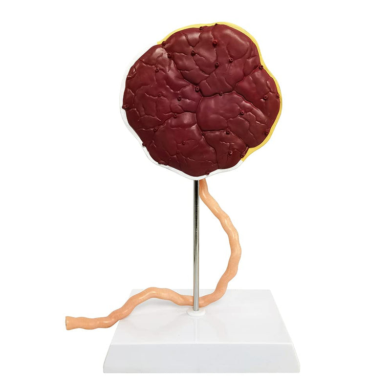 Placenta Umbilical Cord Anatomical Model, Life Size Umbilical Cord Placenta Model with Veins Arterial Embryo Tissue Structure for Obstetrics and Gynecology Teaching Tool with Base