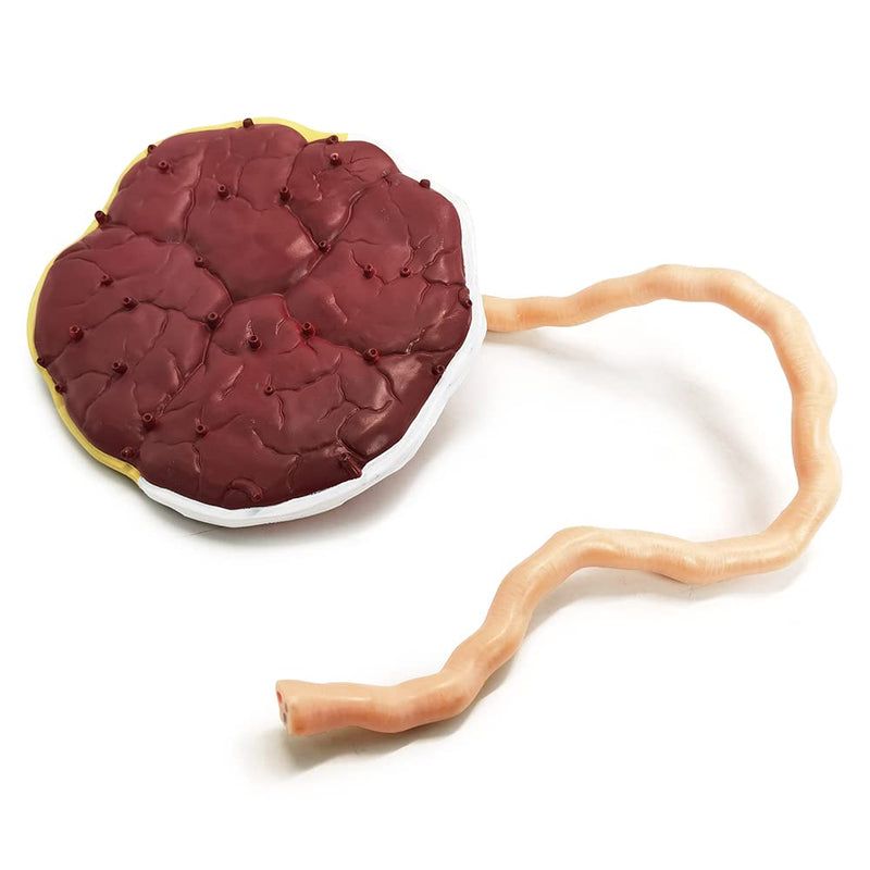 Placenta Umbilical Cord Anatomical Model, Life Size Umbilical Cord Placenta Model with Veins Arterial Embryo Tissue Structure for Obstetrics and Gynecology Teaching Tool with Base