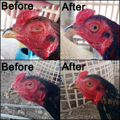 EXTER Sure Rooster Booster Health Vitamin Support Fast Result, Stimulates & Improved Immunity Feed Nourishing Poultry (EXTER Sure Increasing Fast Energy 10 ML.) - PawsPlanet Australia