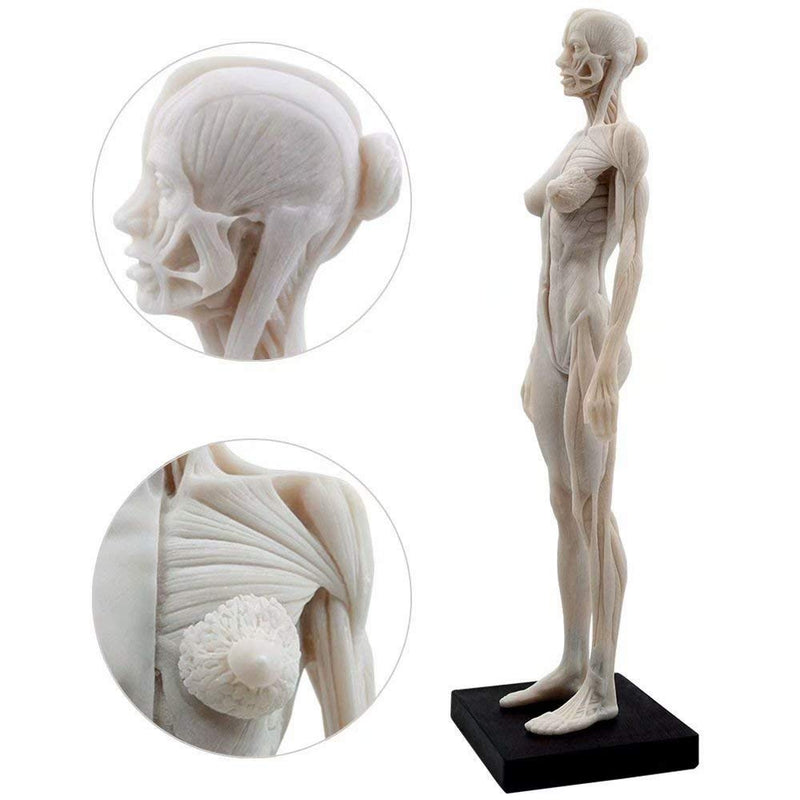 1 Pcs 11 Inch Female Human Anatomical Model Art Anatomical Figure White Color
