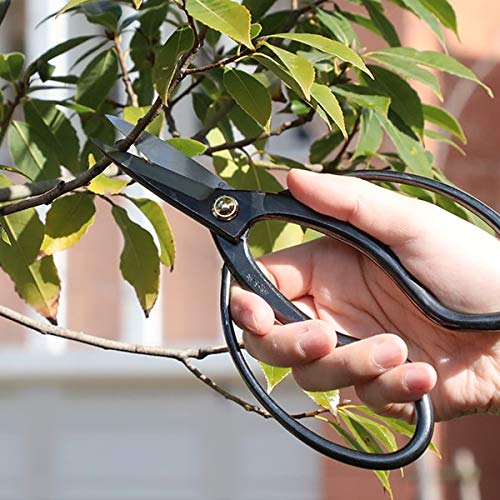 Wazakura Japanese Bonsai Trimming Care Kit Made in Japan - Traditional Bonsai Scissors 7inch(180mm) + Sap Rust Eraser Gift Box Set 2pcs Traditional Scissors + Sap Eraser Set