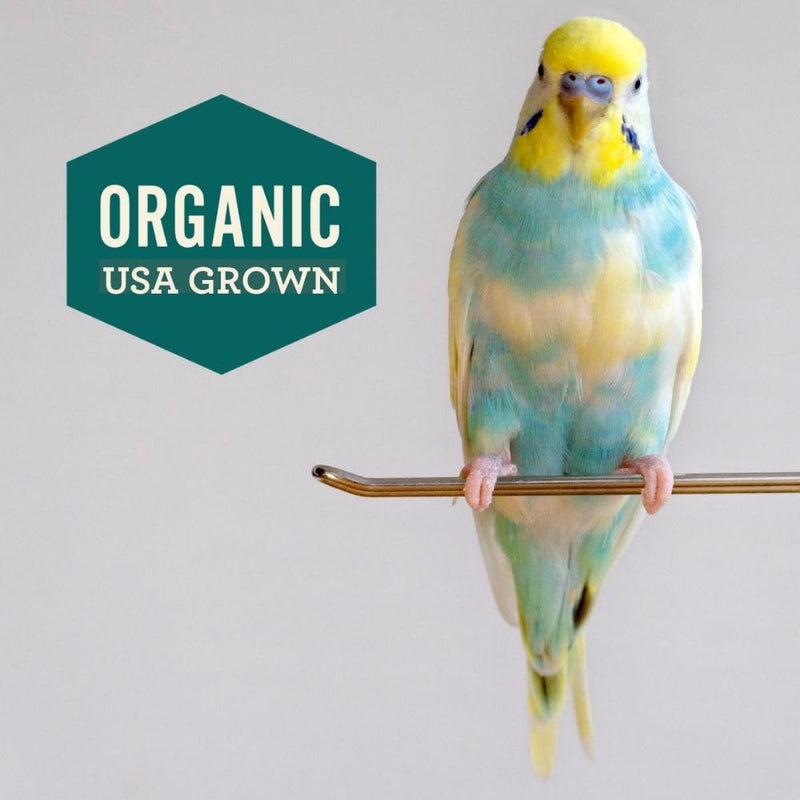 Hemp Well Calm Bird Oil — Relieves Anxiety, Calms and Relaxes Your Bird, Reduces Destructive Behavior, Organically Sourced – 2 Ounces