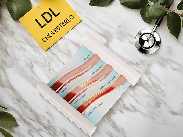 Medarchitect Low-Density Lipoprotein LDL Blood Vessel Model for Medical Patient Doctor Teaching