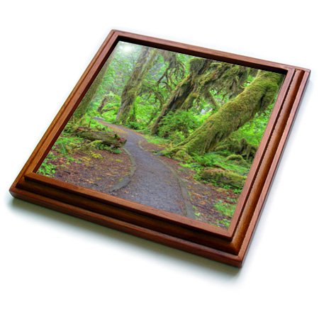 3dRose Wa, Olympic NP, Hoh Rainforest, Hall of Mosses US48 JWI3361 Jamie and Judy Wild Trivet with Ceramic Tile, 8 by 8", Brown