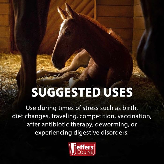 Jeffers Equine Probiotic Oral Gel for Horses, 30 cc Syringe – Supports Healthy Gut, Natural Appetite & Digestion, Horse Supplement w/Prebiotics, Live Microbials (30M CFU), Vitamins A B E, USA Made 1 Pack