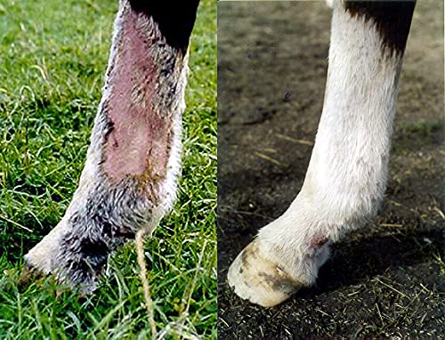 Equinat Aromaheel Mud Ointment - Proven natural ointment which quickly and painlessly removes mud and rain scabs in horses & ponies. - PawsPlanet Australia