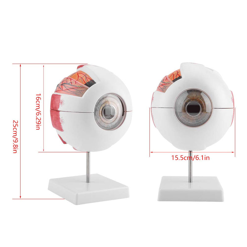 6X Enlarged Human Eye Model, Removable Human Eyeball Model for Medical Teaching Demonstration enlarged eyeball model eye shape exercise model eye shape exercise model