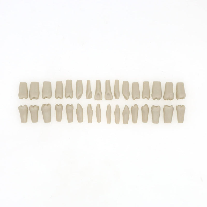 Dental Columbia 860 Type 32 Pcs Removeable Teeth Typodont Exam Restorative Model M8030 (T-8030-32Pcs Replace Teeth)