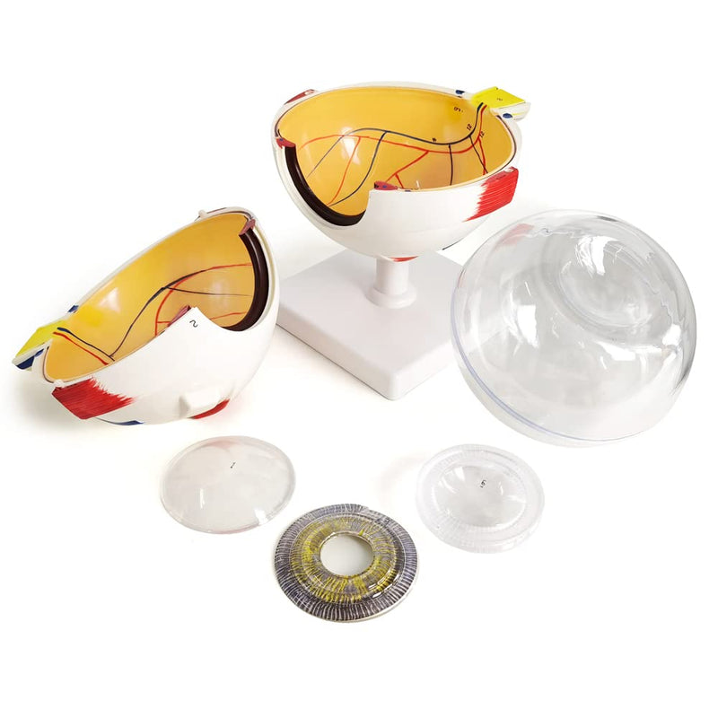 6X Enlarged Human Eye Anatomical Model, 6 Parts Eyeball Anatomical Model Showing Optic Nerve Cornea Iris Lens and Vitreous Body with Detachable Stand for Medical Classroom Teaching Research