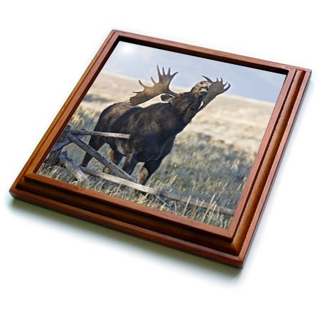 3dRose Wyoming, Grand Teton National Park, Bull Moose US51 JWI0374 Jamie and Judy Wild Trivet with Ceramic Tile, 8 by 8", Brown