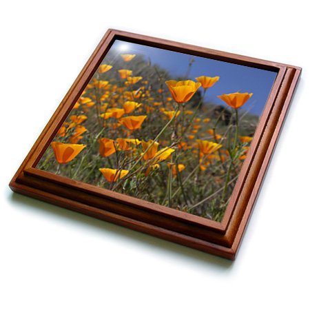 3dRose Golden California Poppy Flowers, California, USA Tom Norring Trivet with Ceramic Tile, 8" by 8", Brown