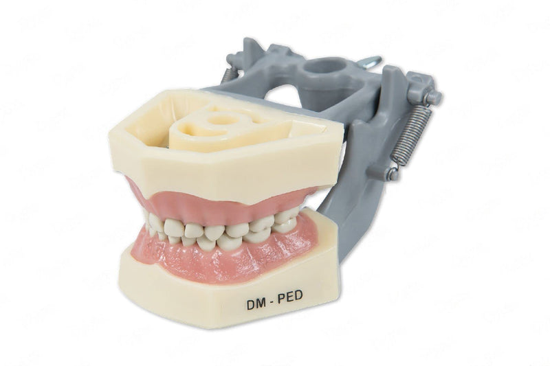Dental Educational Pediatric Model with Removable Teeth