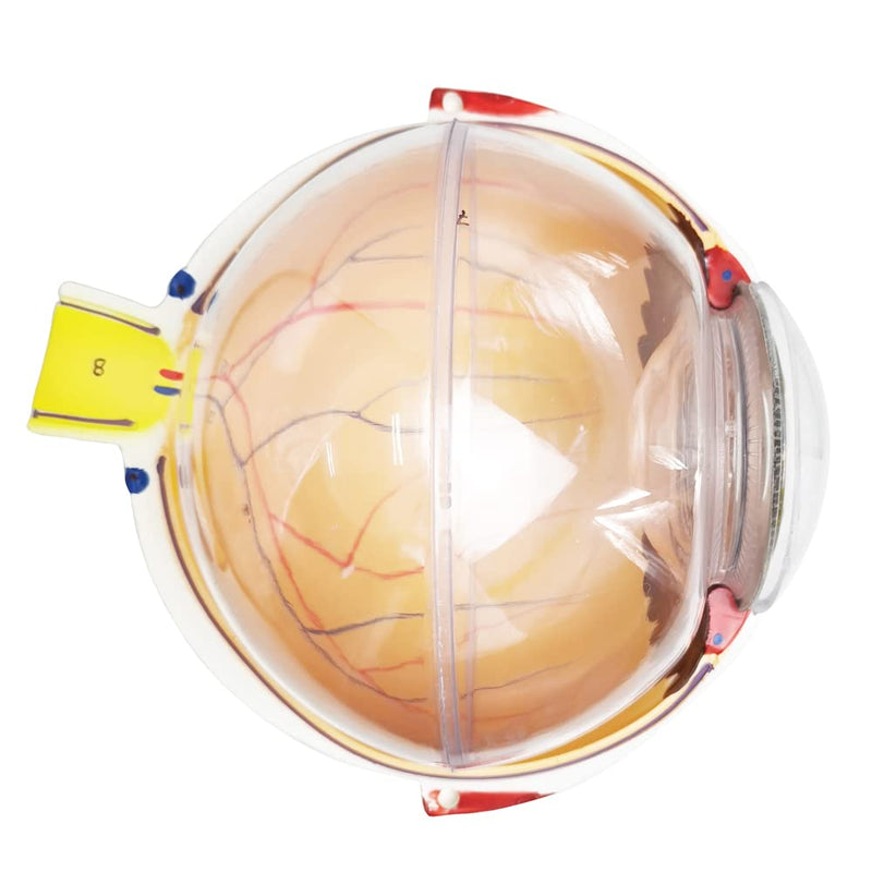 6X Enlarged Human Eye Anatomical Model, 6 Parts Eyeball Anatomical Model Showing Optic Nerve Cornea Iris Lens and Vitreous Body with Detachable Stand for Medical Classroom Teaching Research