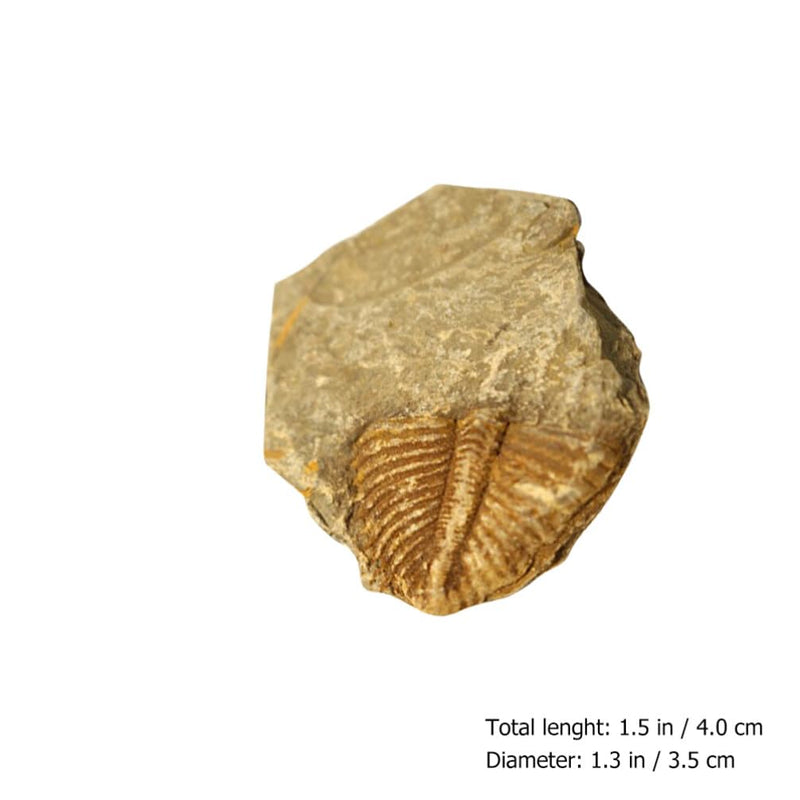 2Pcs Real Trilobite Come from Western Hunan of China 450 Million Years ago