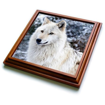 3dRose Rocky Mountain Gray Wolf Trivet with Ceramic Tile, 8 x 8", Brown