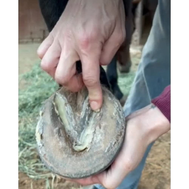 Thrush Treatment for Horses - Pure Sole Hoof Mud in 8 oz. Jar and 7 oz. Hoof Putty Wax Bundle - PawsPlanet Australia