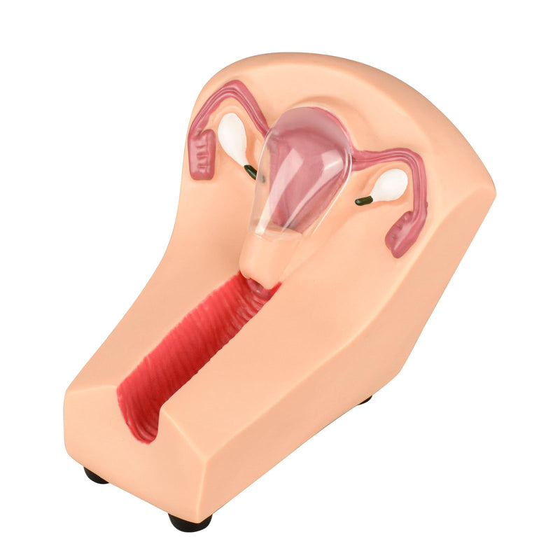 SimCoach Intrauterine Device Training Kit, IUD Training Model, Female Intrauterine Contraceptive Device Simulator Trainer