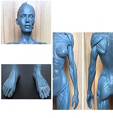 Dental New Female Anatomical Anatomy Skull Head Body Model Muscle Bone (30cm) Height